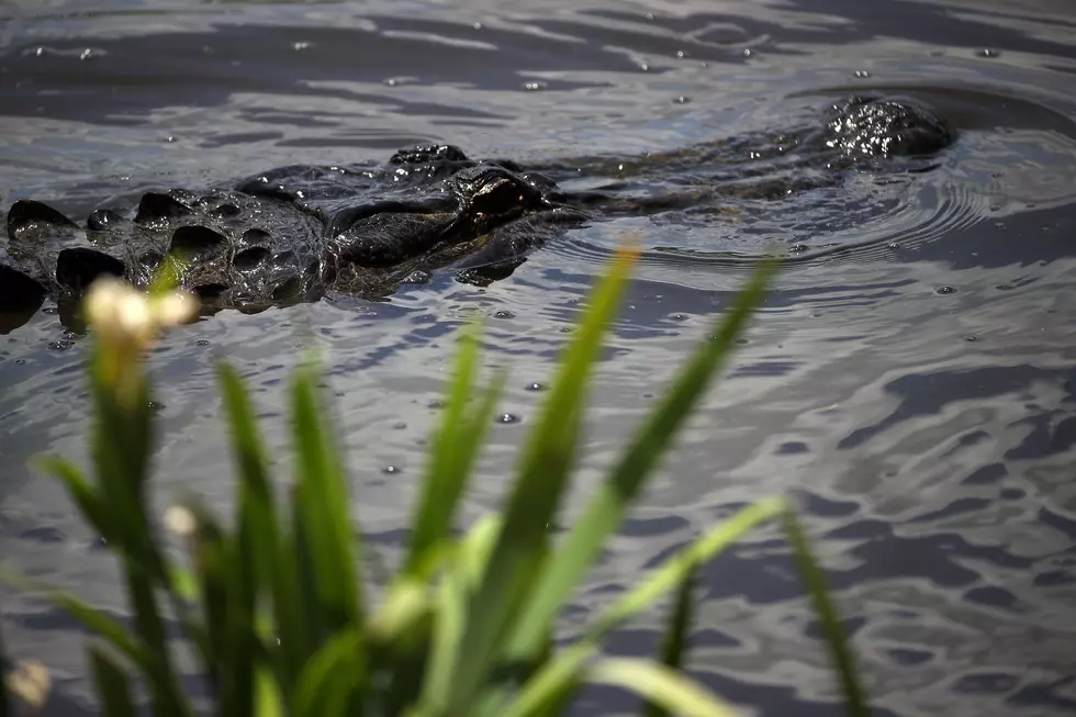 The Creepy Cajun Legend Of &#8216;The Letiche&#8217; Alligator Children