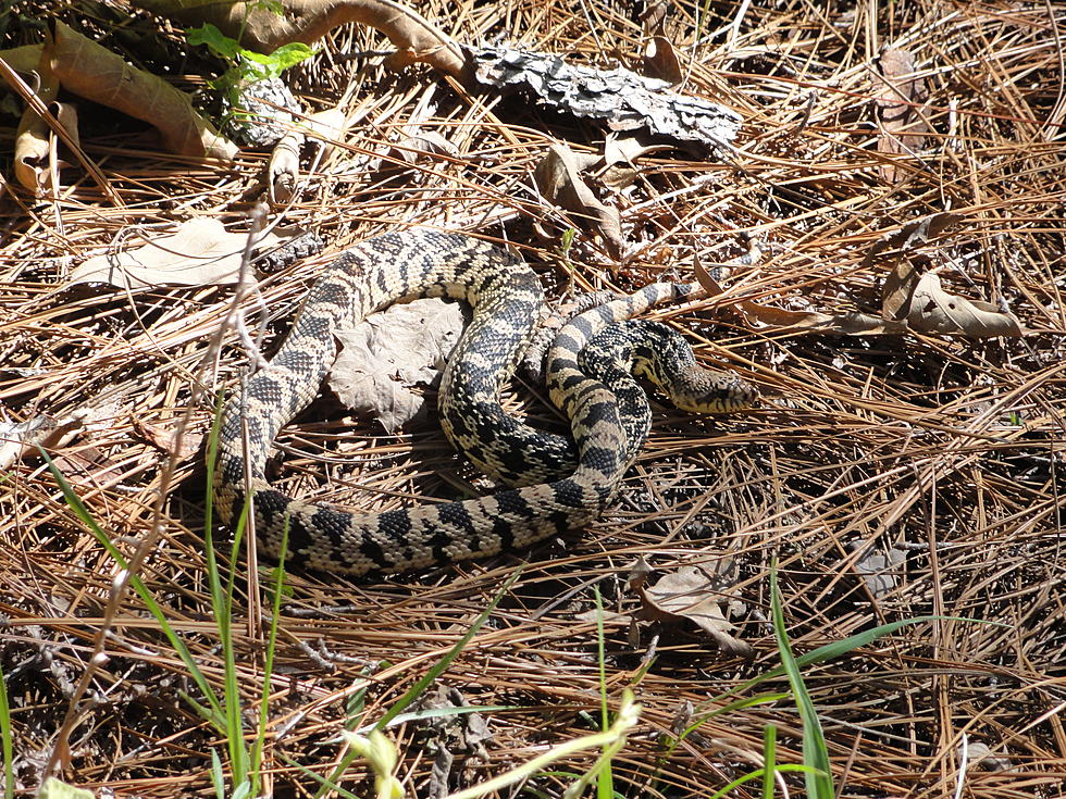 Louisiana Pine Snake Protected Under Endangered Species Act