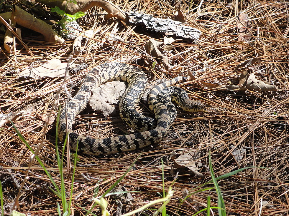 Killing This Louisiana Snake Could Cost You $50,000 