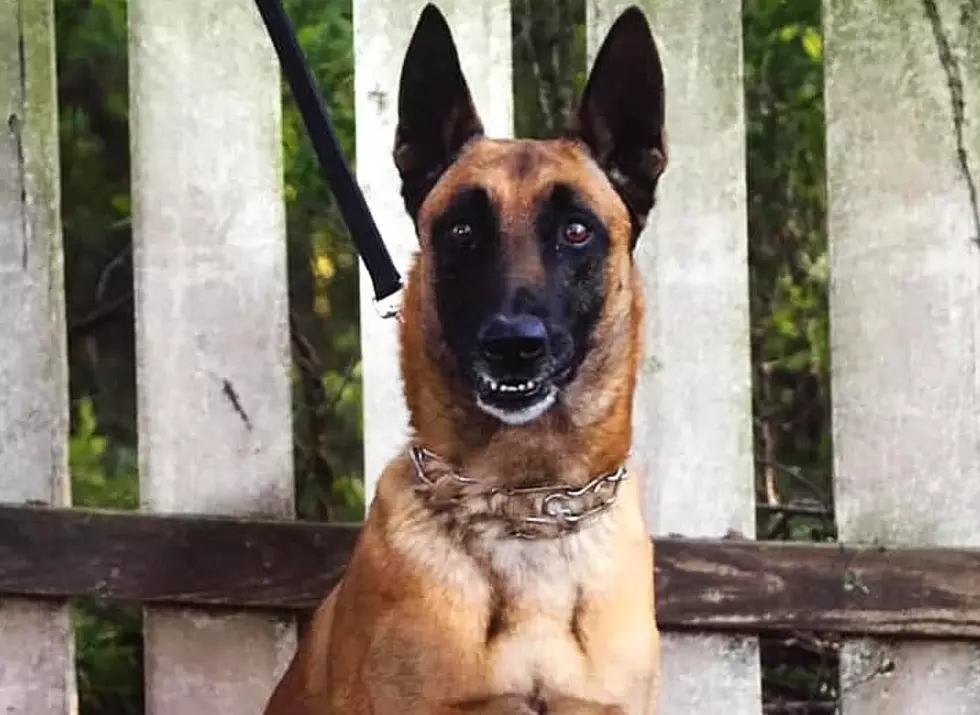 Lafayette PD Touchingly Say Goodbye To K9 Officer &#8216;Ripo&#8217; [Photo]