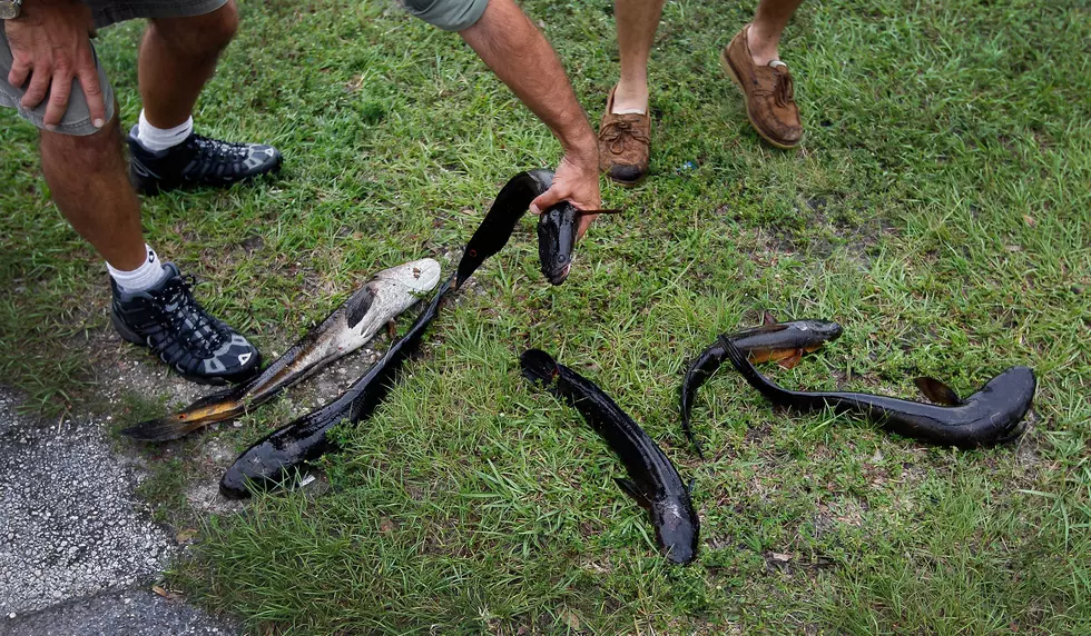 Georgia Officials Urge Public To ‘Kill Immediately’ Any Snakehead Fish Encountered [Video]