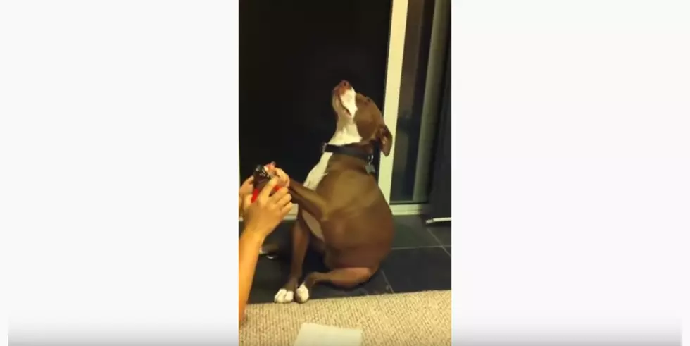 Over Dramatic Dog Faints When She Gets Her Nails Trimmed [Videos]