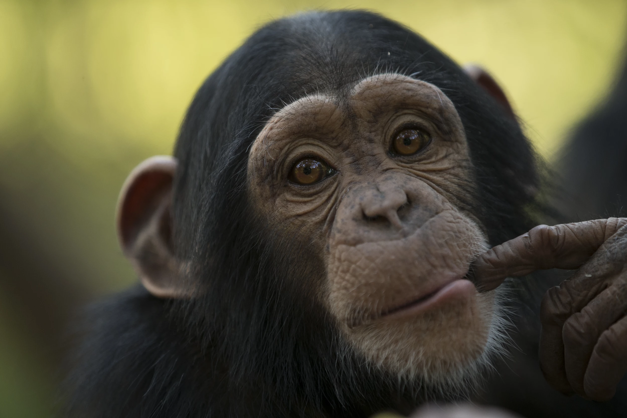 Озвучки обезьяны. Шимпанзе бонобо. Приматы шимпанзе. Шимпанзе обезьяна шимпанзе. Шимпанзе Чимп.