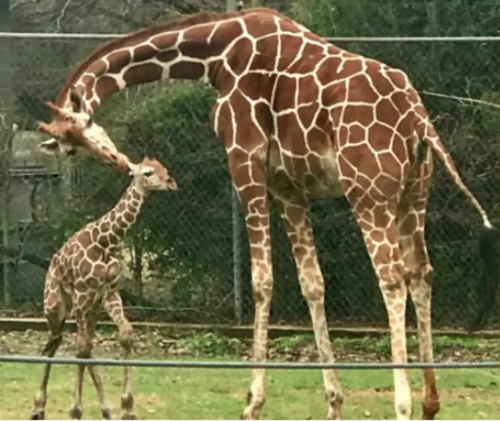 Baton Rouge Zoo Invites Public to Help Them Name New Baby Giraffe