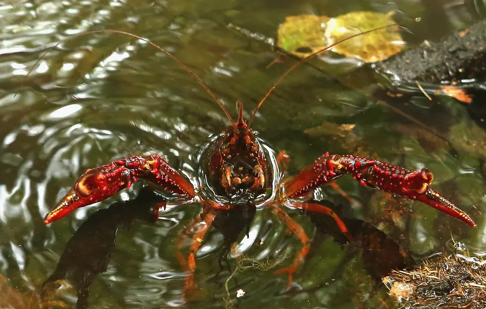 How Did Louisiana’s Recent Cold Snap Affect Crawfish Season?