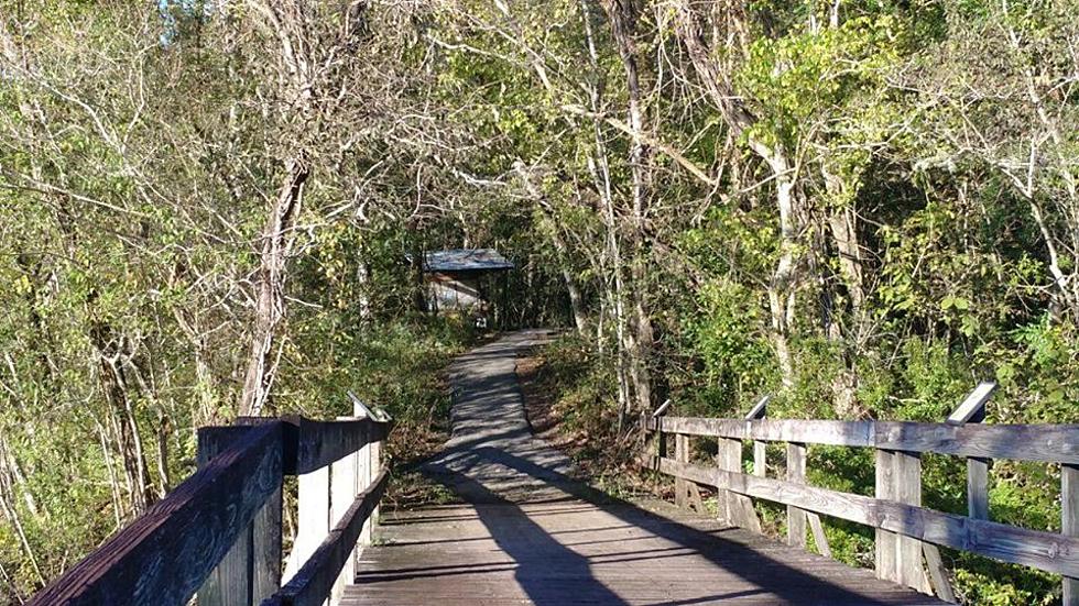 Great Hiking Trails in Louisiana: Here Is a List