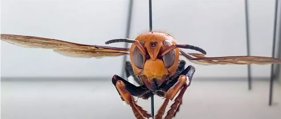 Murder Hornets Discovered in the United States