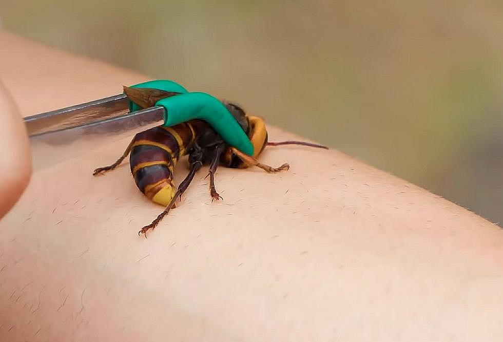 What Is it Like to Be Stung by a Murder Hornet? [Video]