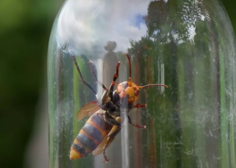 Murder Hornets Discovered in the United States