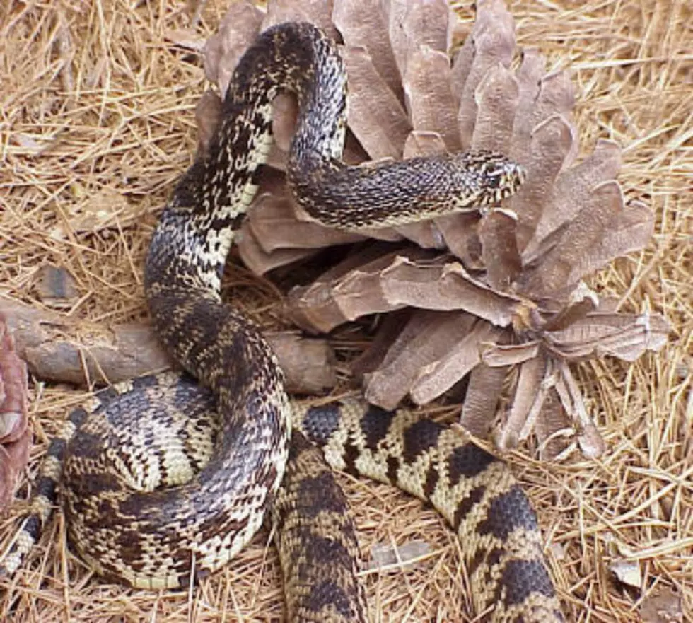 Louisiana’s Most Snake Infested Lakes