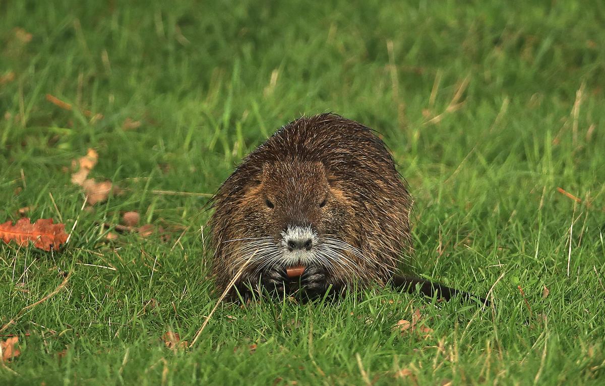 Nucha Rats U.S. Wildlife Service Urging Louisiana to Eat Nutria Rats