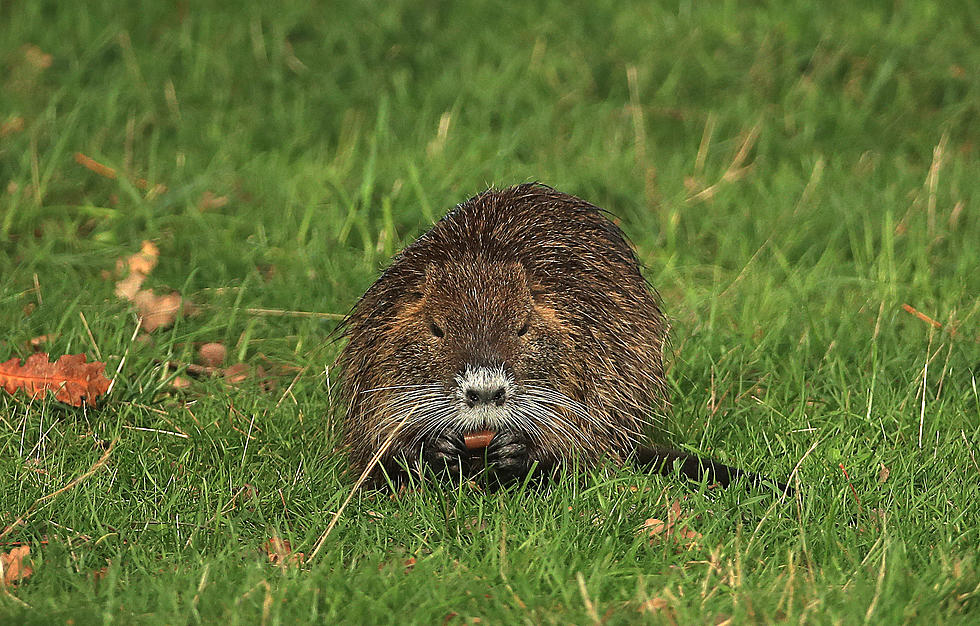 $12 Million Federal Dollars Allocated for Nutria Control