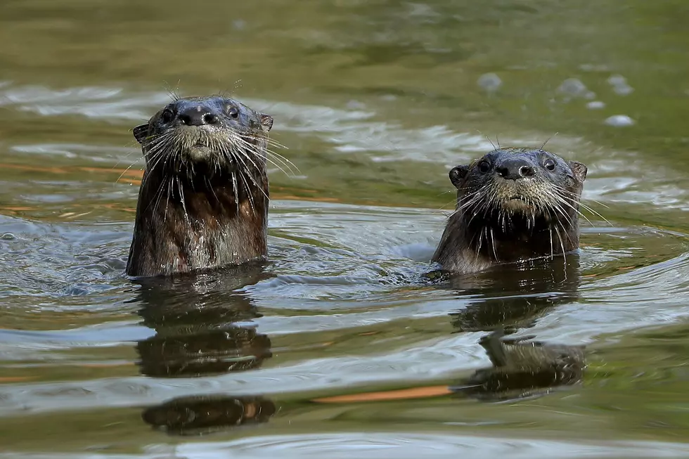 Your Kids Can Swim With Otters at This Louisiana Animal Preserve
