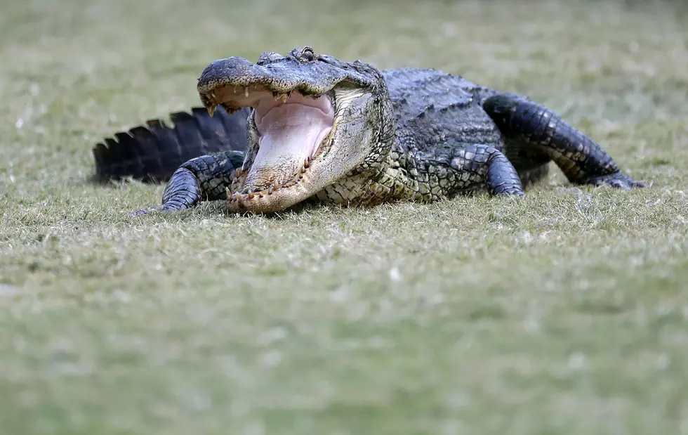 Texas Father Saves Children From 12-Ft. Alligator [VIDEO]