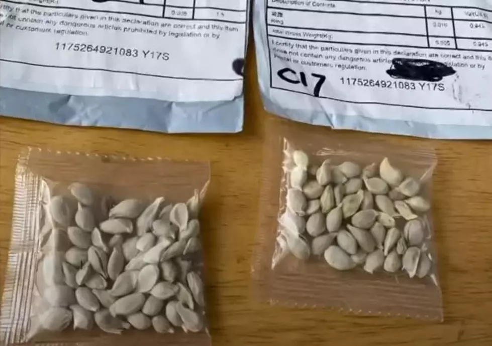 Did You Get Mystery Seeds from China in the Mail?  Then Do This