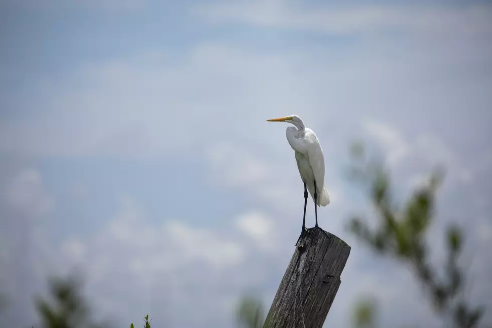 Louisiana’s Most ‘Peaceful Places’ Revealed