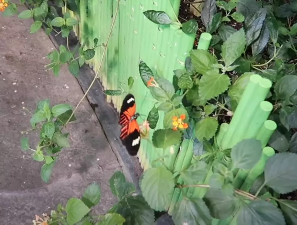 Audubon Butterfly Garden and Insectarium to Close in NOLA