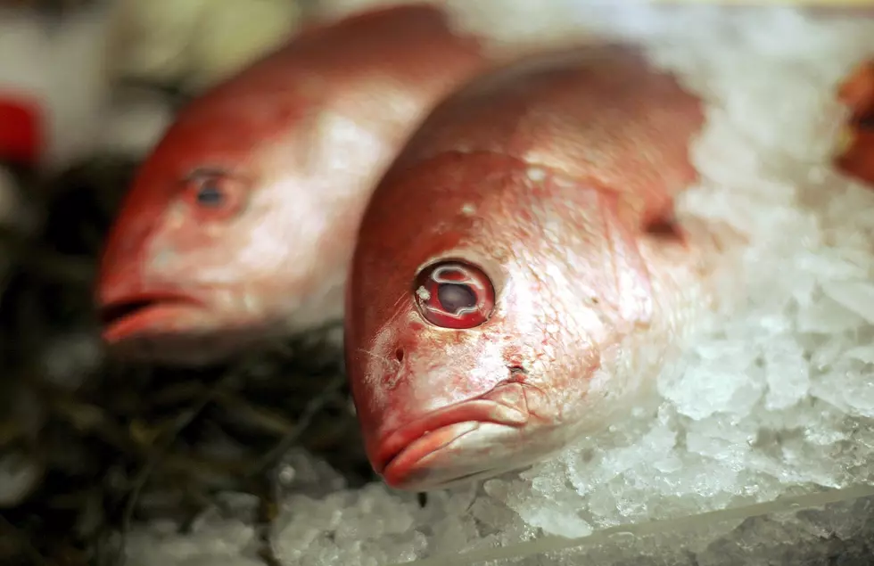 Freezing Temperatures Could Cause Fish Kills in Louisiana Marshes