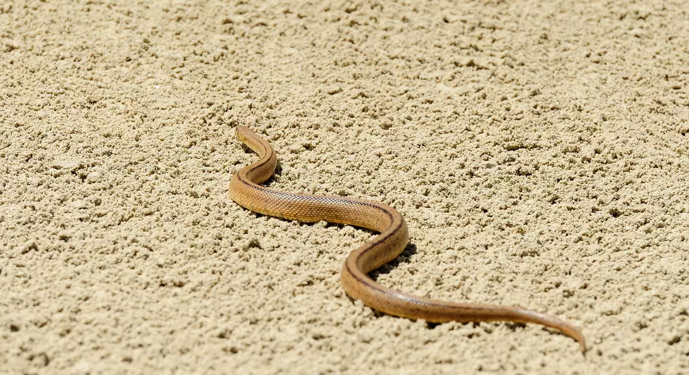 Officials Ban Snakes on Beach Popular with Louisiana Visitors