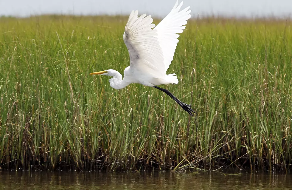 Louisiana&#8217;s Six Largest Land Owners