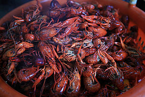 Purging Crawfish With or Without Salt: LSU AgCenter Study Finds...