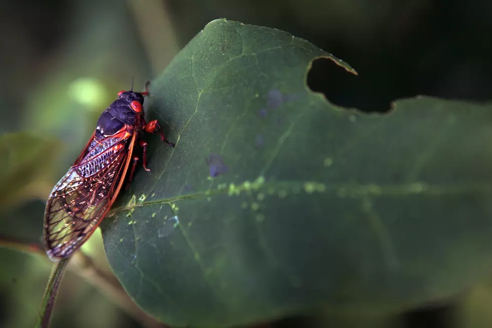 CNN Reporter Encounters Bug, Freaks Out [VIDEO]