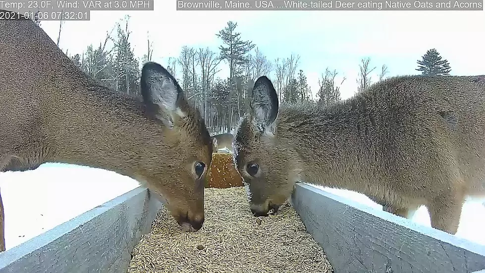 Live HD Deer Cam ‘Brownville’s Food Pantry’ Is Your New Addiction [Watch]