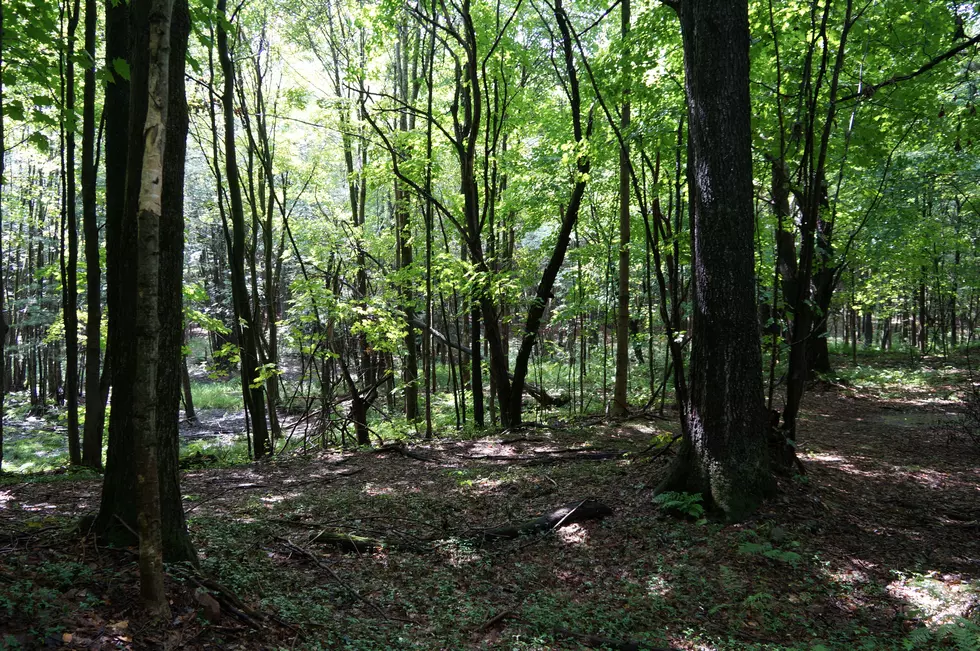 Human Remains Found By Hunters in St. Mary Parish