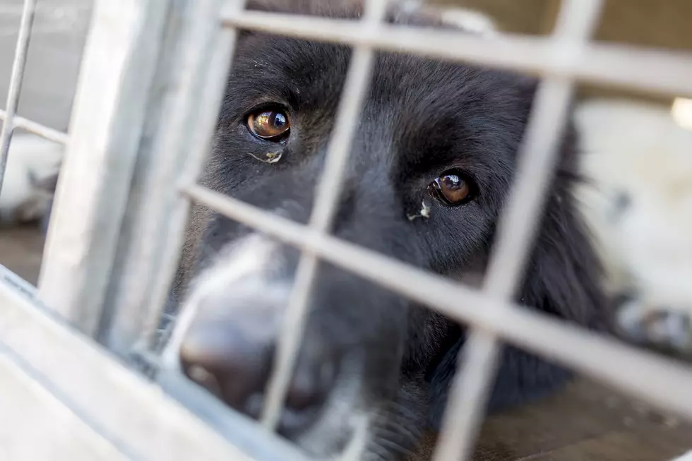 St. Landry Parish Authorities Find More Than 175 Dogs Living in a Home