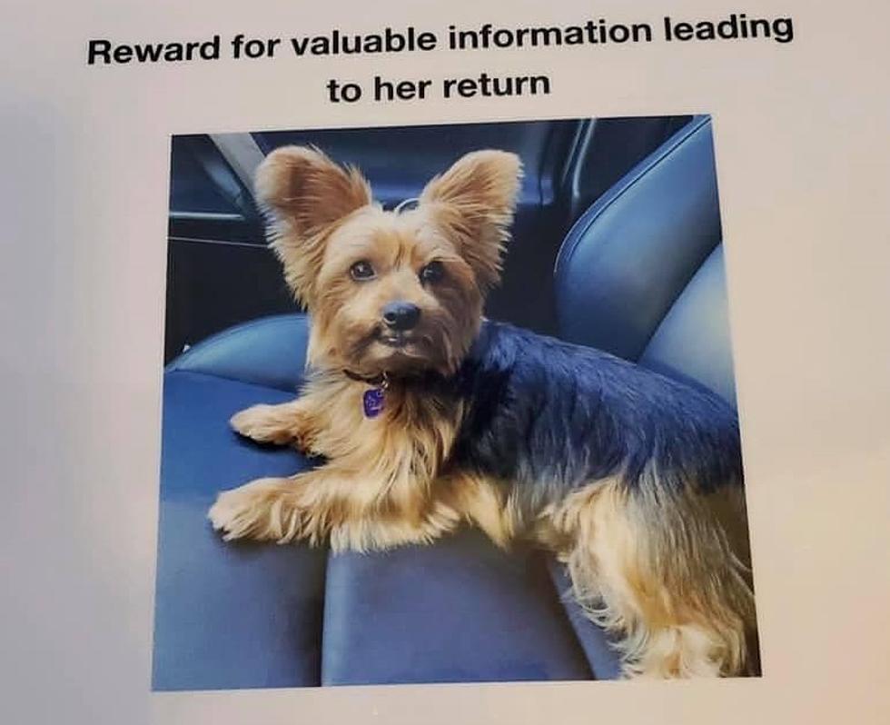 Lafayette Owner Offering $5,000 Reward for Missing Dog