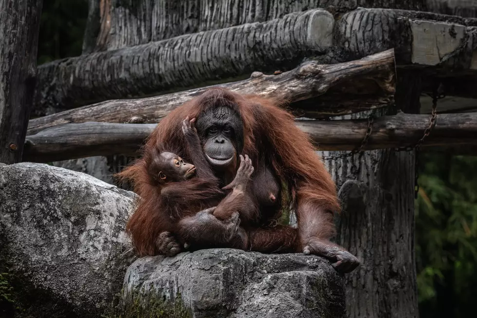 Critically Endangered Baby Orangutan Born at Audubon Zoo