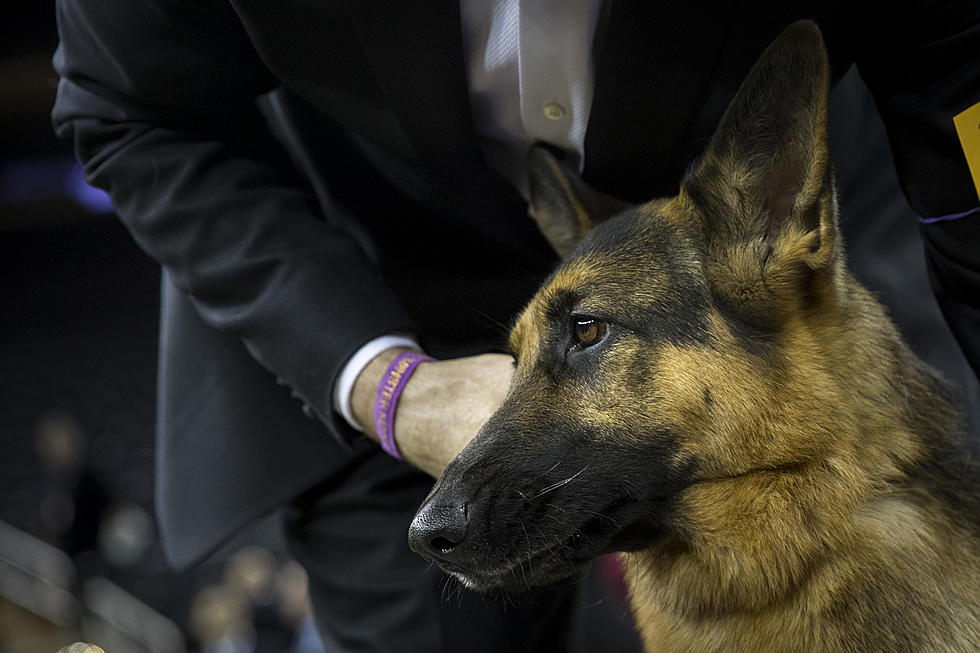 Another ‘Biting Incident’ for White House Dog