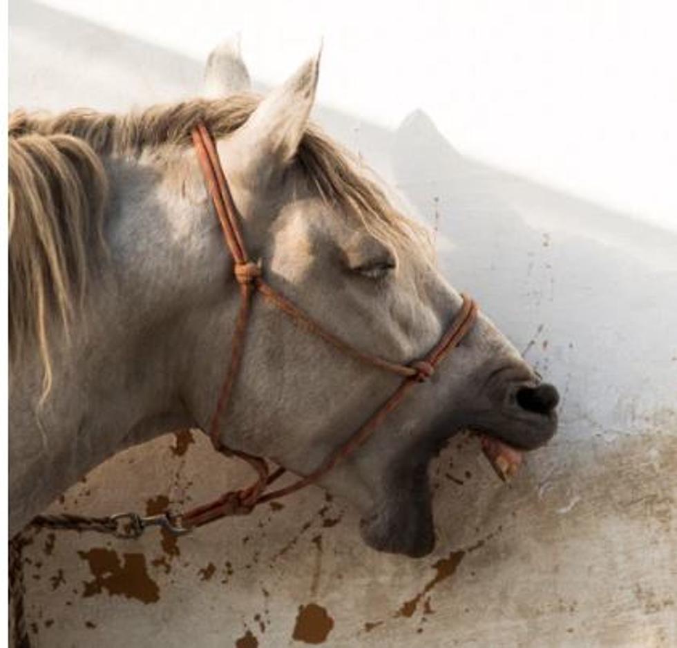 Louisiana Officials - Horse Medicine Not Proven to Treat COVID