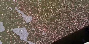 Don’t Panic, but Carnivorous Worms are Swarming the South Carolina...