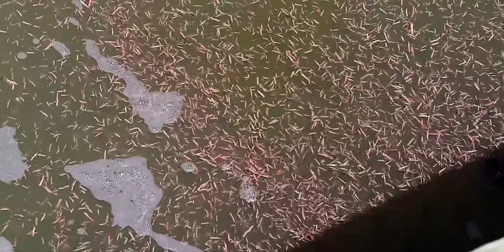 Carnivorous Worms are Swarming the South Carolinina Coast