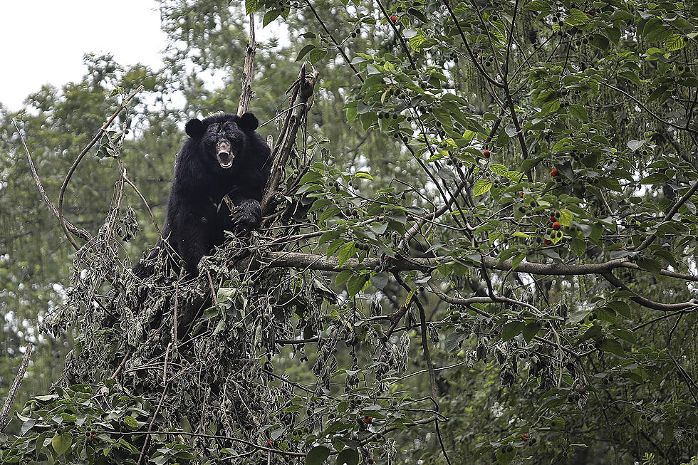 Black Bear on the Loose in Port Allen