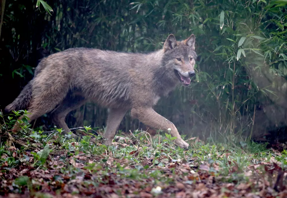 Lafayette Couple Cited for Illegal Possession of a ‘Live Gray Wolf’