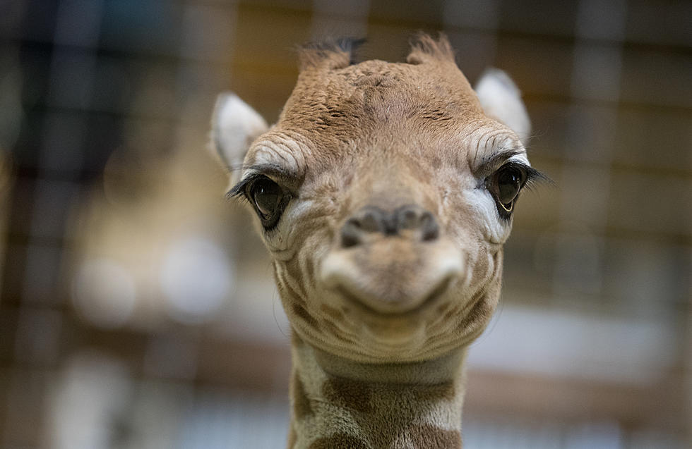 Burreaux, the 1-Year-Old Giraffe at the Baton Rouge Zoo, Has Died