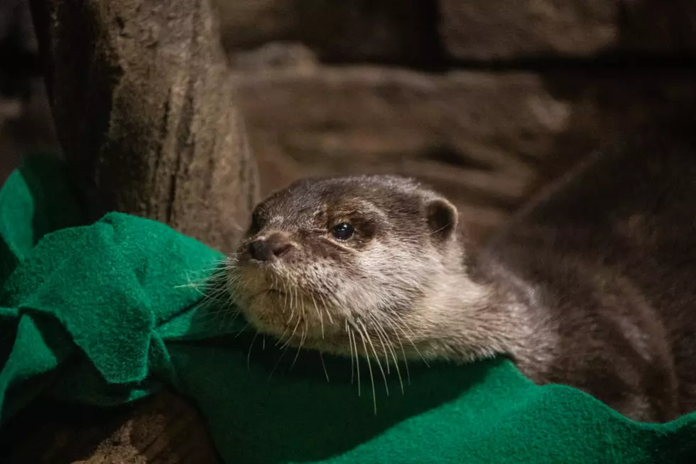 Otters at Georgia Aquarium Test Positive for COVID-19