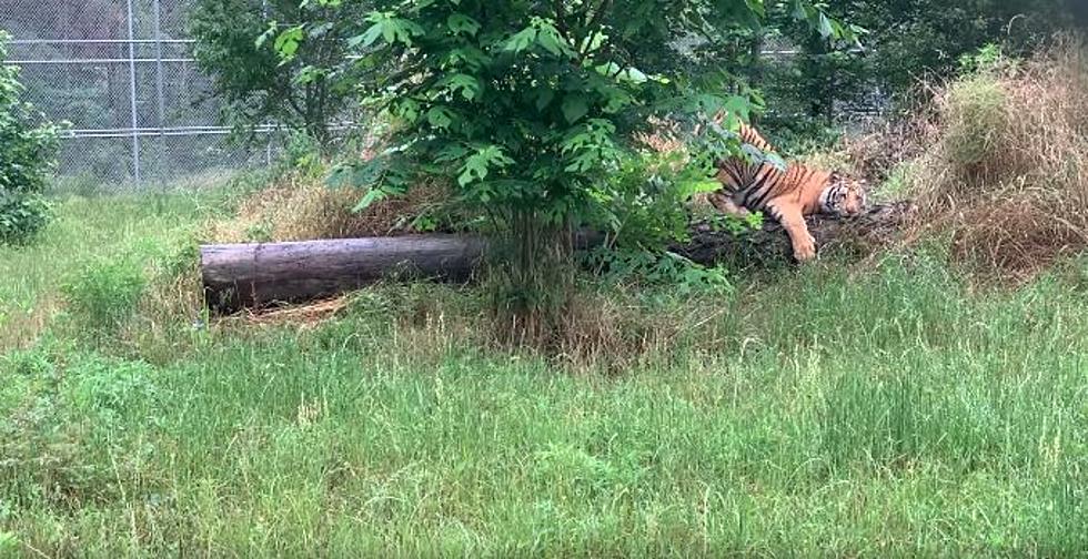 Tiger That Roamed Houston Neighborhood Gets New Home at Animal Sanctuary