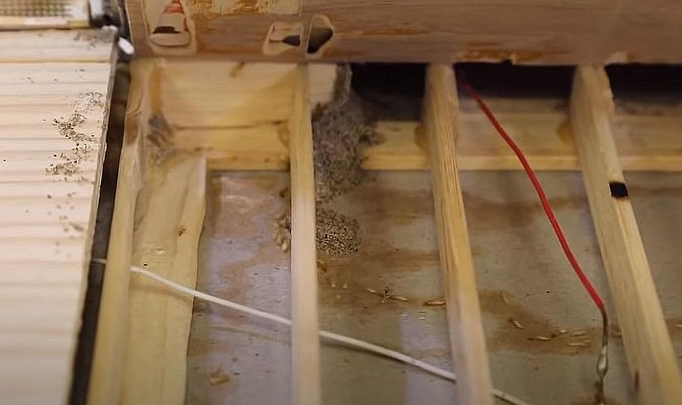 Simple Ways to Protect Your Home From Termites [Video]