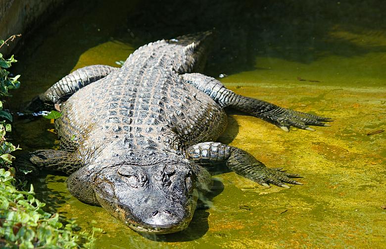 Locals harvest alligators to start season