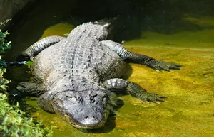 Louisiana, These Are the Most Alligator Infested States
