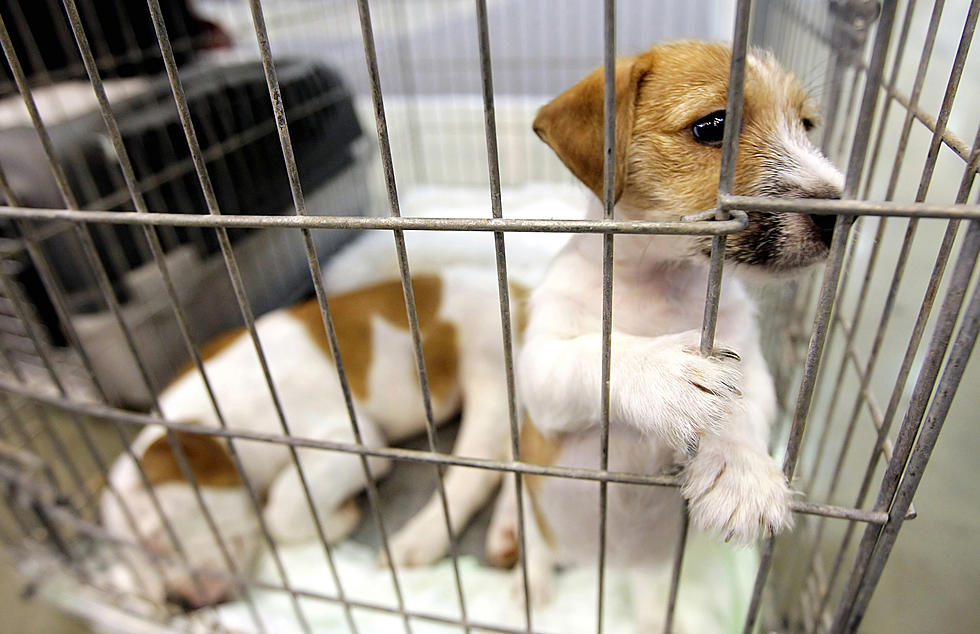 Lafayette Animal Shelter Waiving Pet Adoption Fees Through Saturday