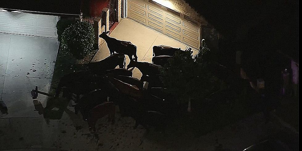 Cows Escape Slaughterhouse, Stampede and Takeover California Neighborhood [Video]