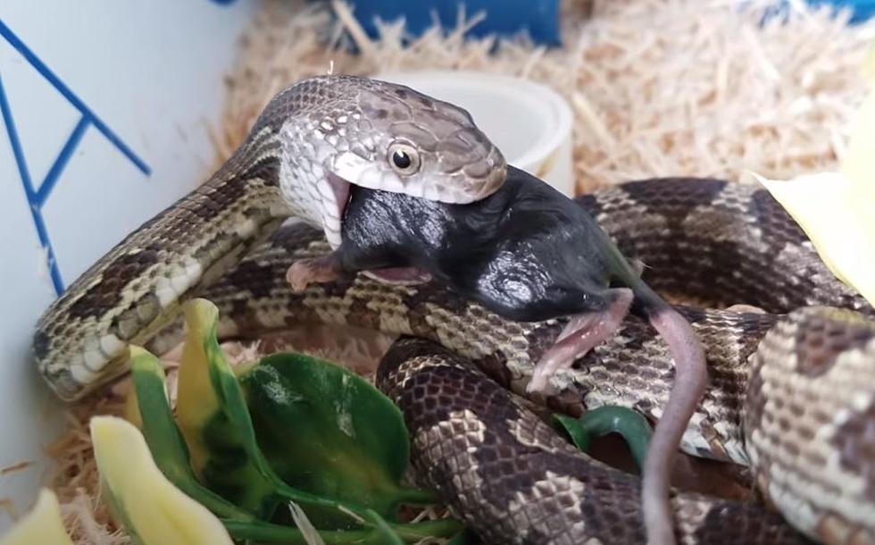 Jeff Davis Crawfish Farmer Captures Video of Huge Snake