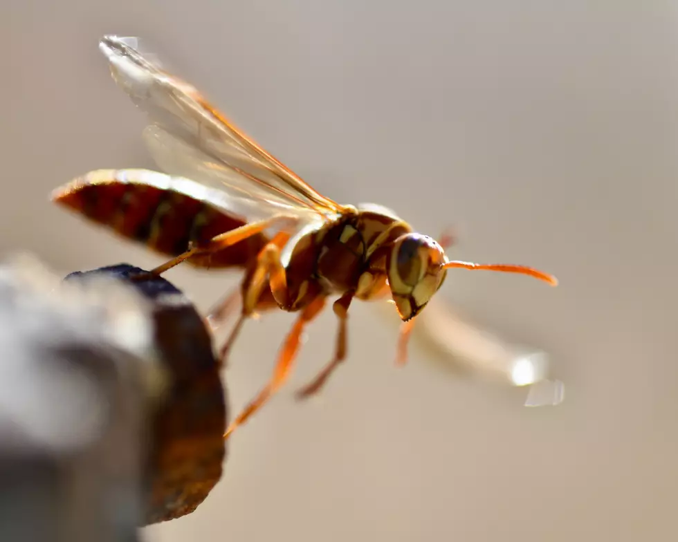 Hate Wasps? You’ll Love These Hacks to Keep Them Away