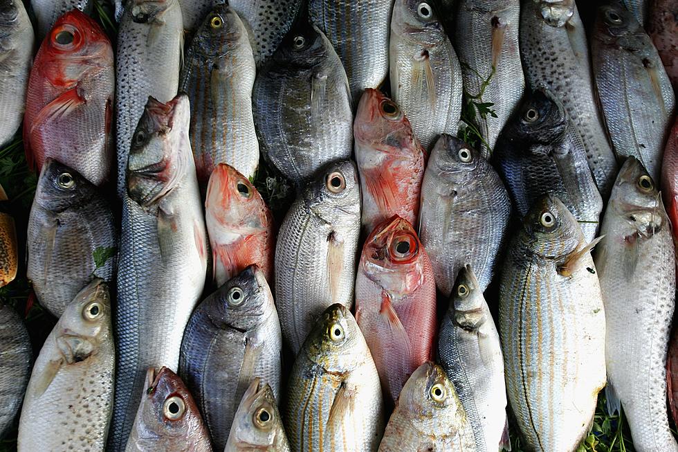 Do Not Eat Fish Caught From These Louisiana Waterways