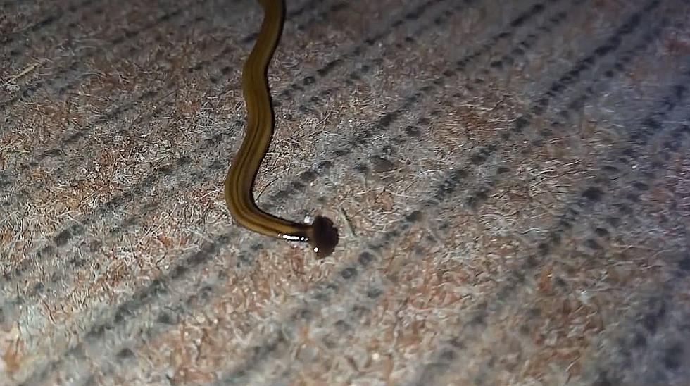 Yes, Hammerhead Worms are in Louisiana and Acadiana [Video]