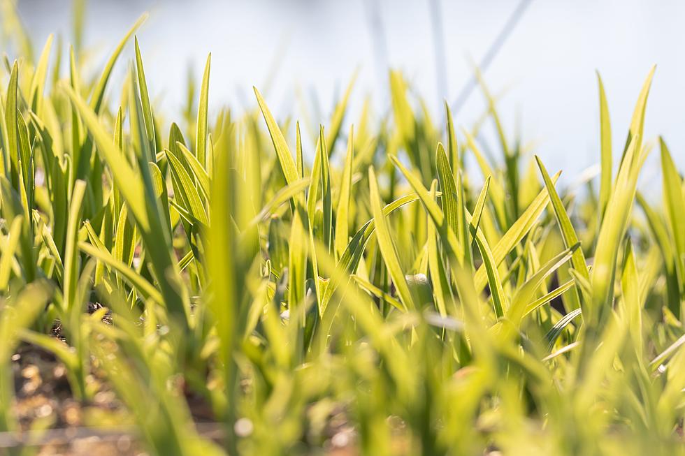 'Only Rain in the Drain': Don't Put Yard Clippings into the Drain